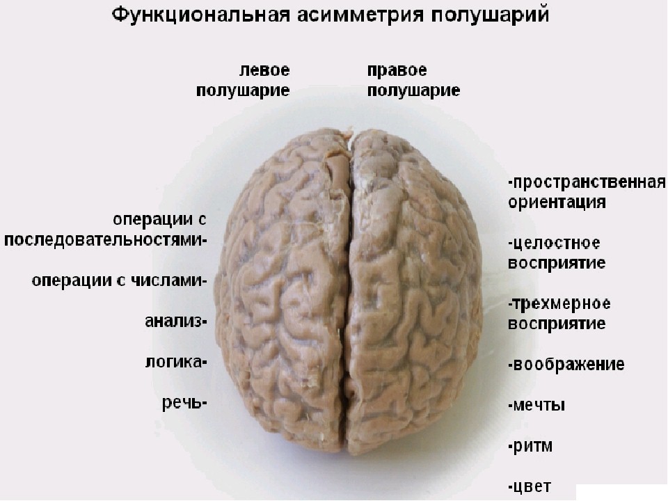 Типы мозгов. Функциональная асимметрия больших полушарий мозга. Функциональная асимметрия коры мозга. Функциональная межполушарная асимметрия головного мозга это. Функциональная ассиметрия мозга это что.